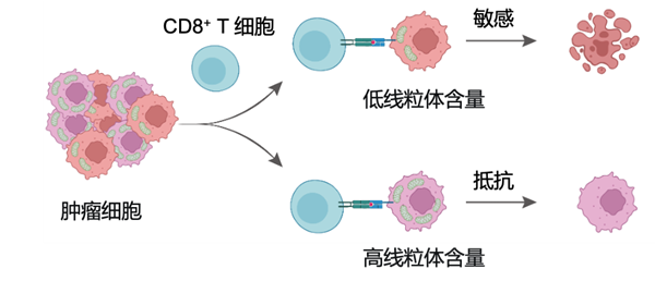 中科院新突破:纳米技术精准诱导肿瘤细胞自毁防线