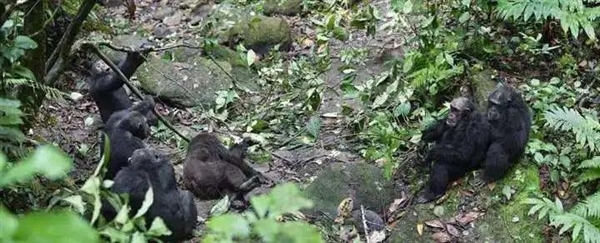 黑猩猩为夺位发动4年血腥战争 将兄弟赶尽杀绝 残暴堪比人类
