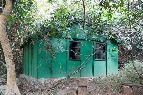 黑猩猩为夺位发动4年血腥战争 将兄弟赶尽杀绝 残暴堪比人类